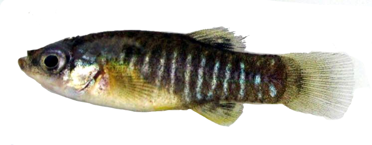 Aphanius iberus_05-macho.jpg